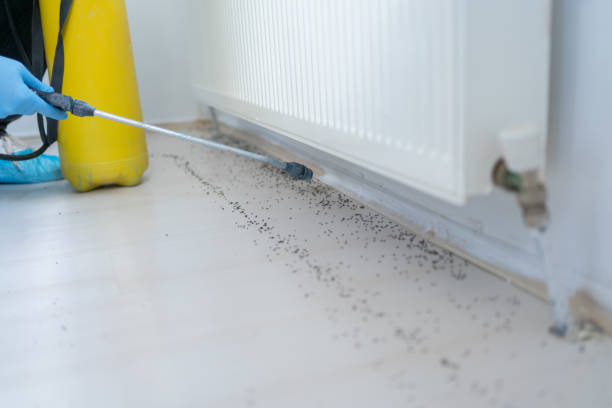 Best Ant Control Services  in Brookville, PA